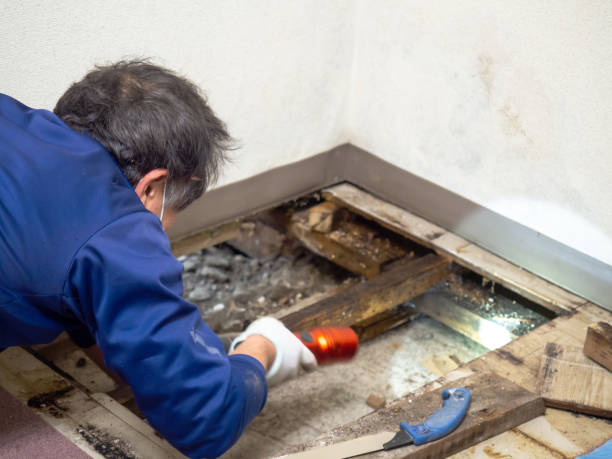 Best Home Mold Removal  in Norfolk, VA