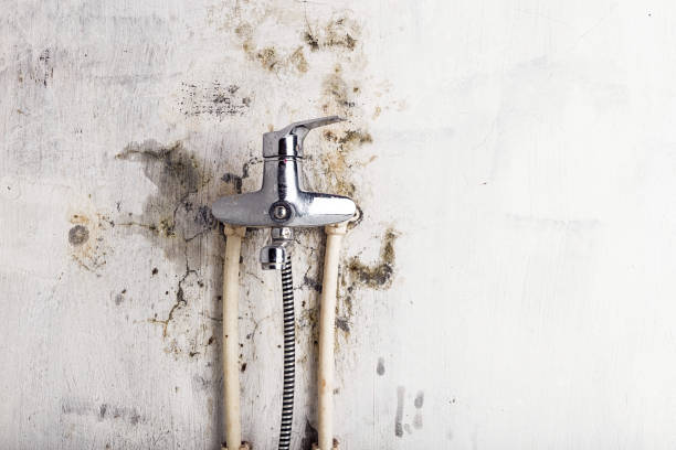 Office Mold Removal Services in Norfolk, VA