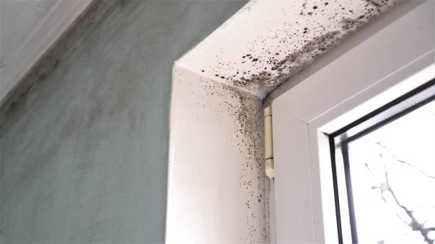 Best Commercial Mold Removal  in Norfolk, VA