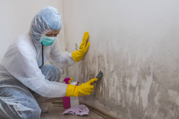 Best Home Mold Removal  in Norfolk, VA