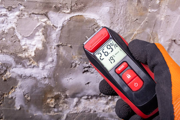 Professional Mold Removal in Norfolk, VA