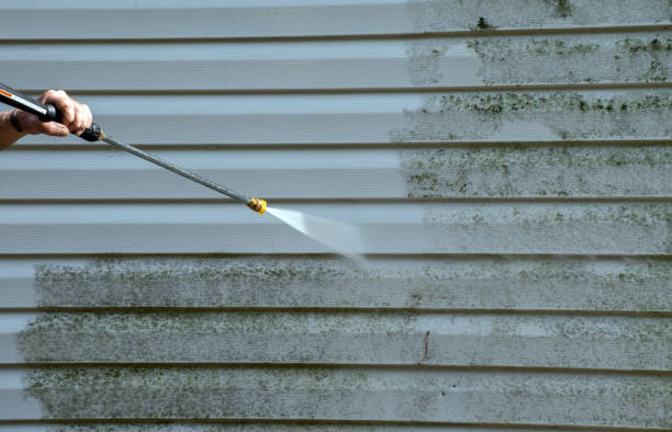 Best Toxic Mold Removal  in Norfolk, VA