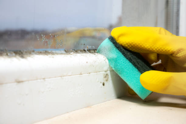 Best Mold Testing  in Norfolk, VA