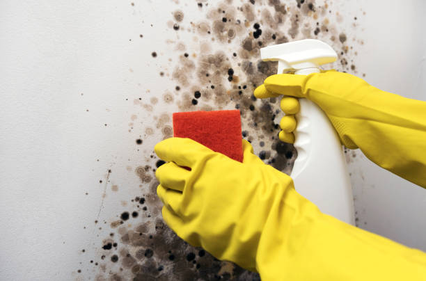 Best Certified Mold Removal  in Norfolk, VA