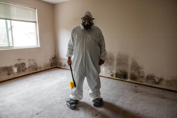 Best Black Mold Removal  in Norfolk, VA