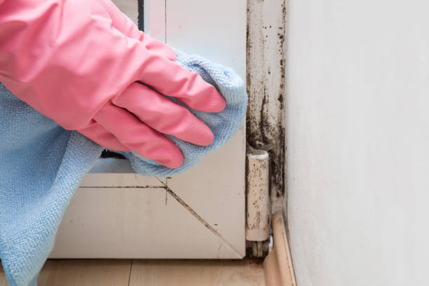 Best Emergency Mold Removal  in Norfolk, VA