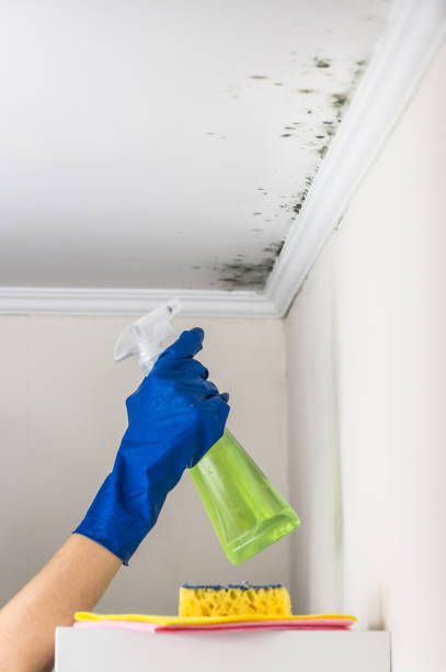 Best Mold Testing  in Norfolk, VA